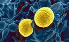 The gut and its bacteria a growing focus of research