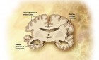 Alzheimers Disease: Preclinical Alzheimer's and Modifiable Environmental Factors that are Protective